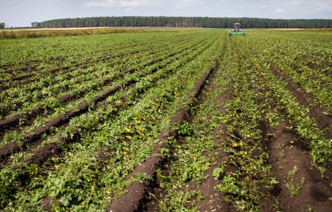Александр Мамаев / URA.RU