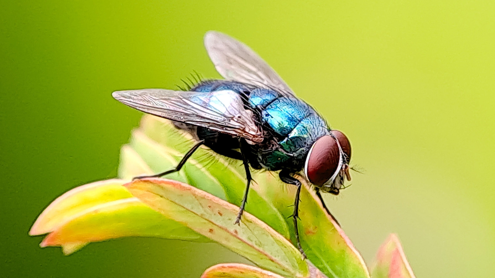 Сколько живут мухи, к какому отряду относятся и чем питаются