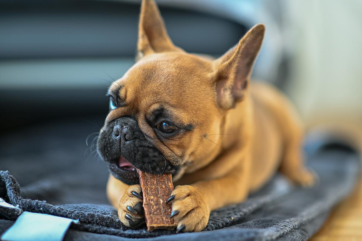 Французские бульдоги — покладистая порода, которая идеально подходит тем, кто заводит собаку впервые