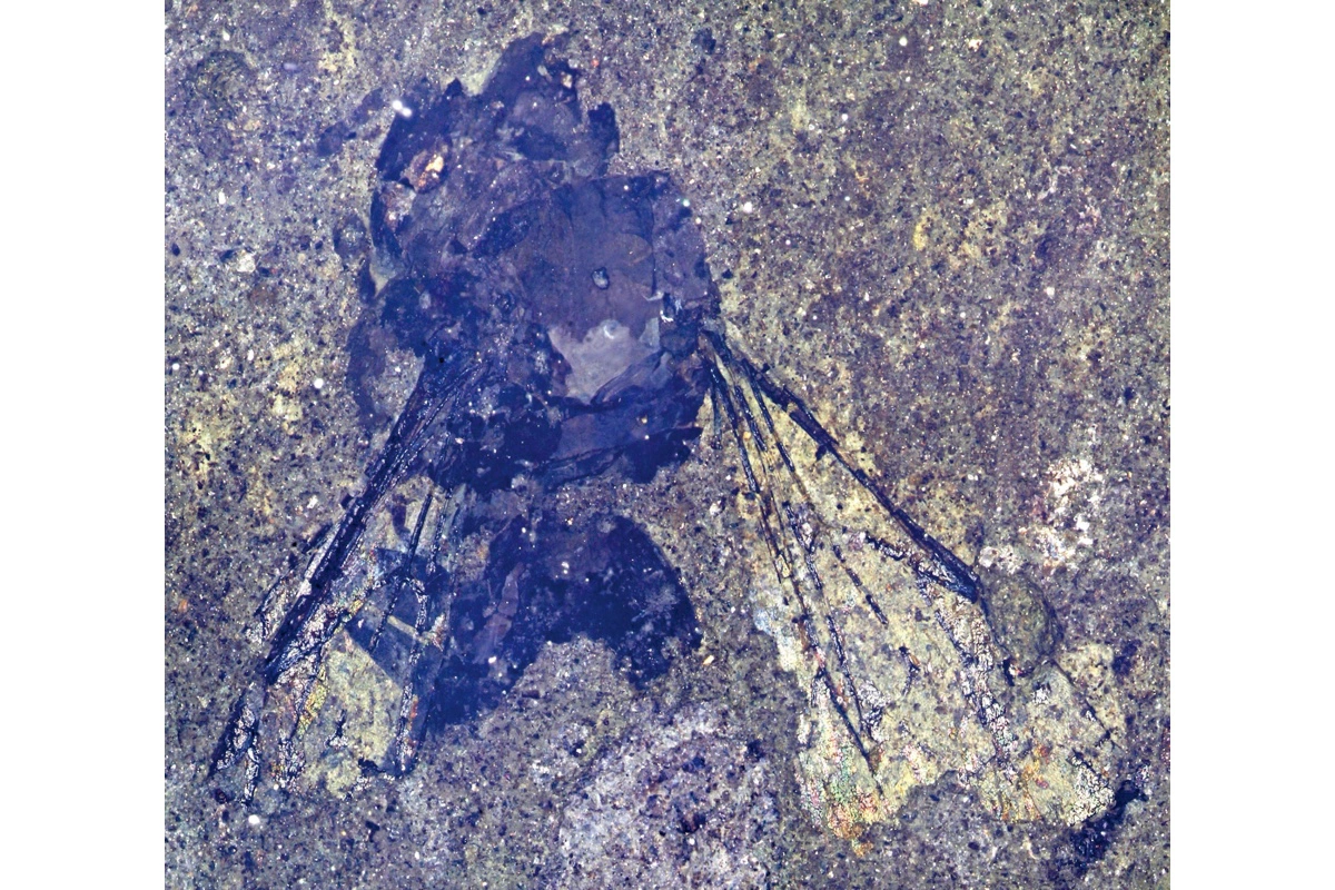 Образец Leioproctus barrydonovani был обнаружен на юге Новой Зеландии