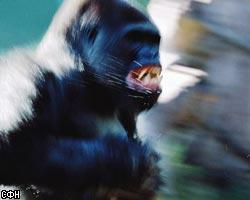 Австрийская горилла пугает стариков