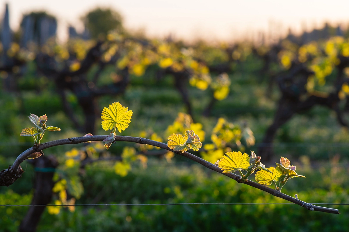 Стоимость виноградников упала на треть на фоне перепроизводства вина и снижения его потребления