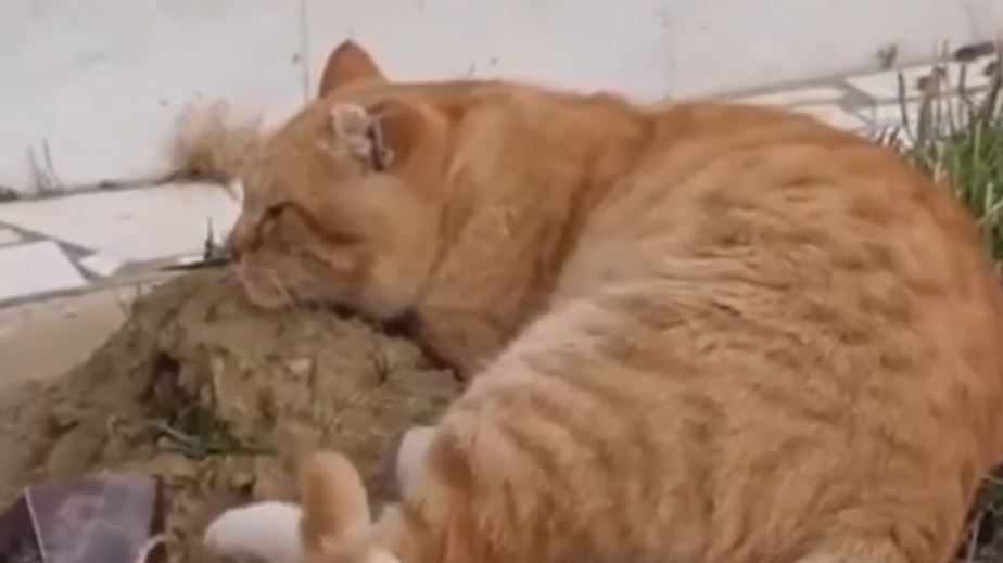 Умер дагестанский кот Хатико, живший семь лет на могиле хозяина