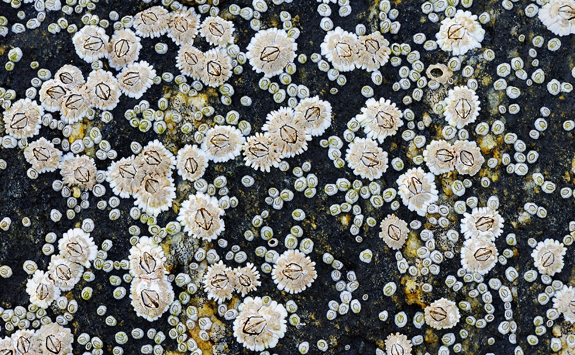 Stefan Huwiler / imagebroker.com / Global Look Press