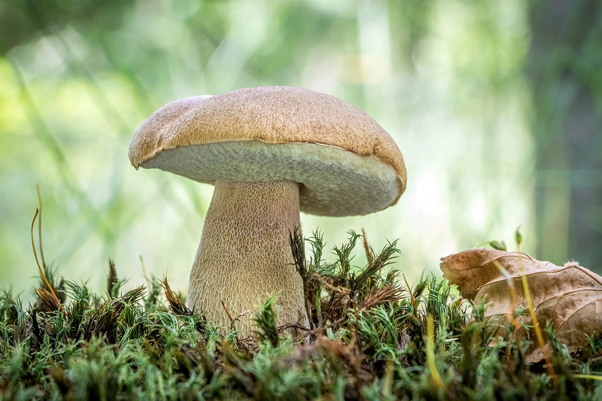 Белый гриб дубовый или сетчатый (Boletus reticulatus)