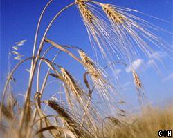 Правительство выпустит на рынок резервное зерно 