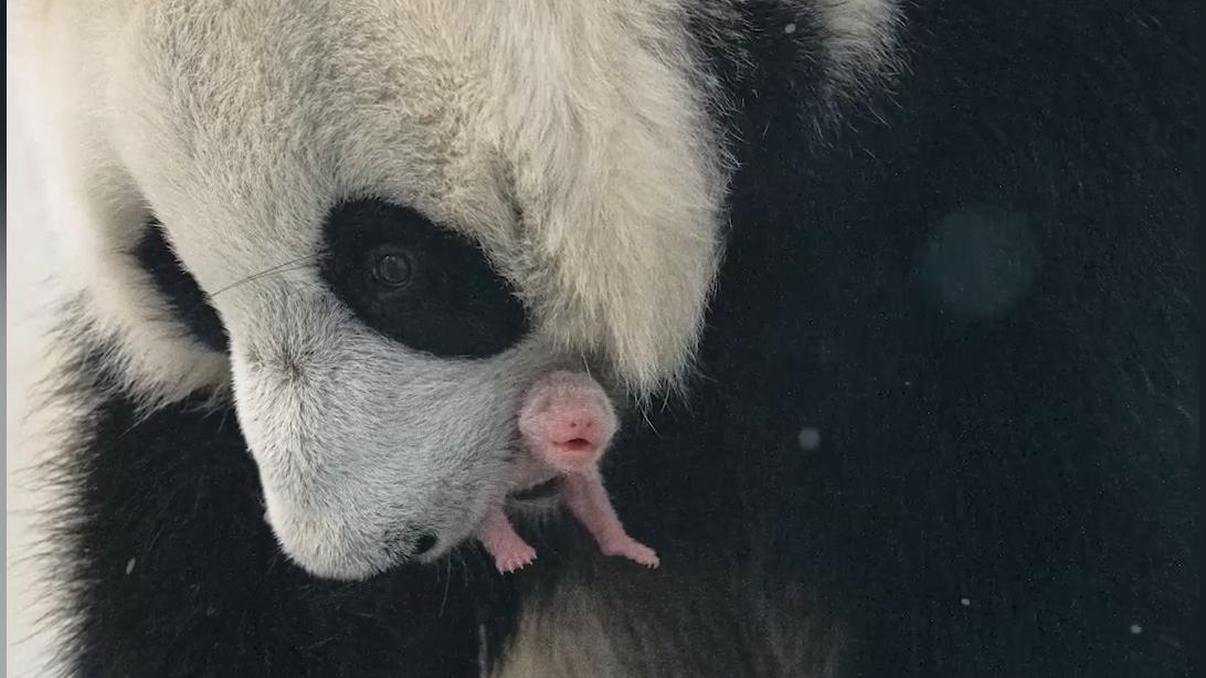 Московский зоопарк показал детеныша большой панды