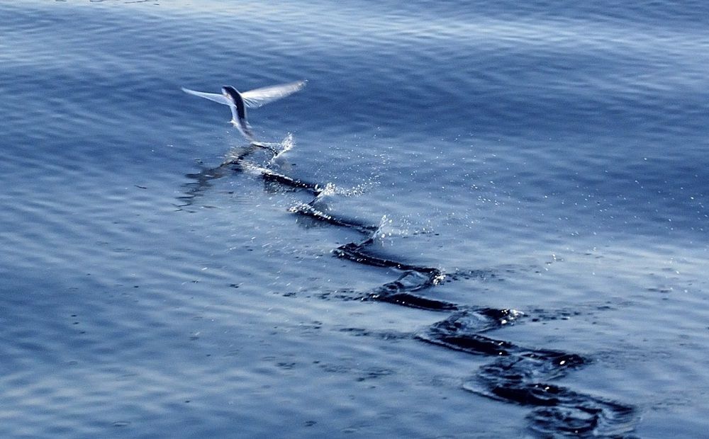 Летучая рыба планирует над поверхностью воды