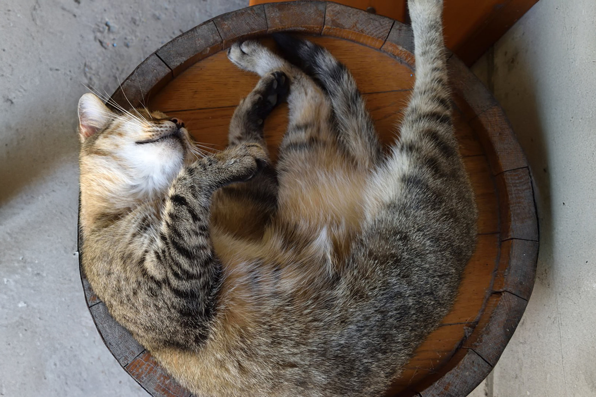 Кошка Буся