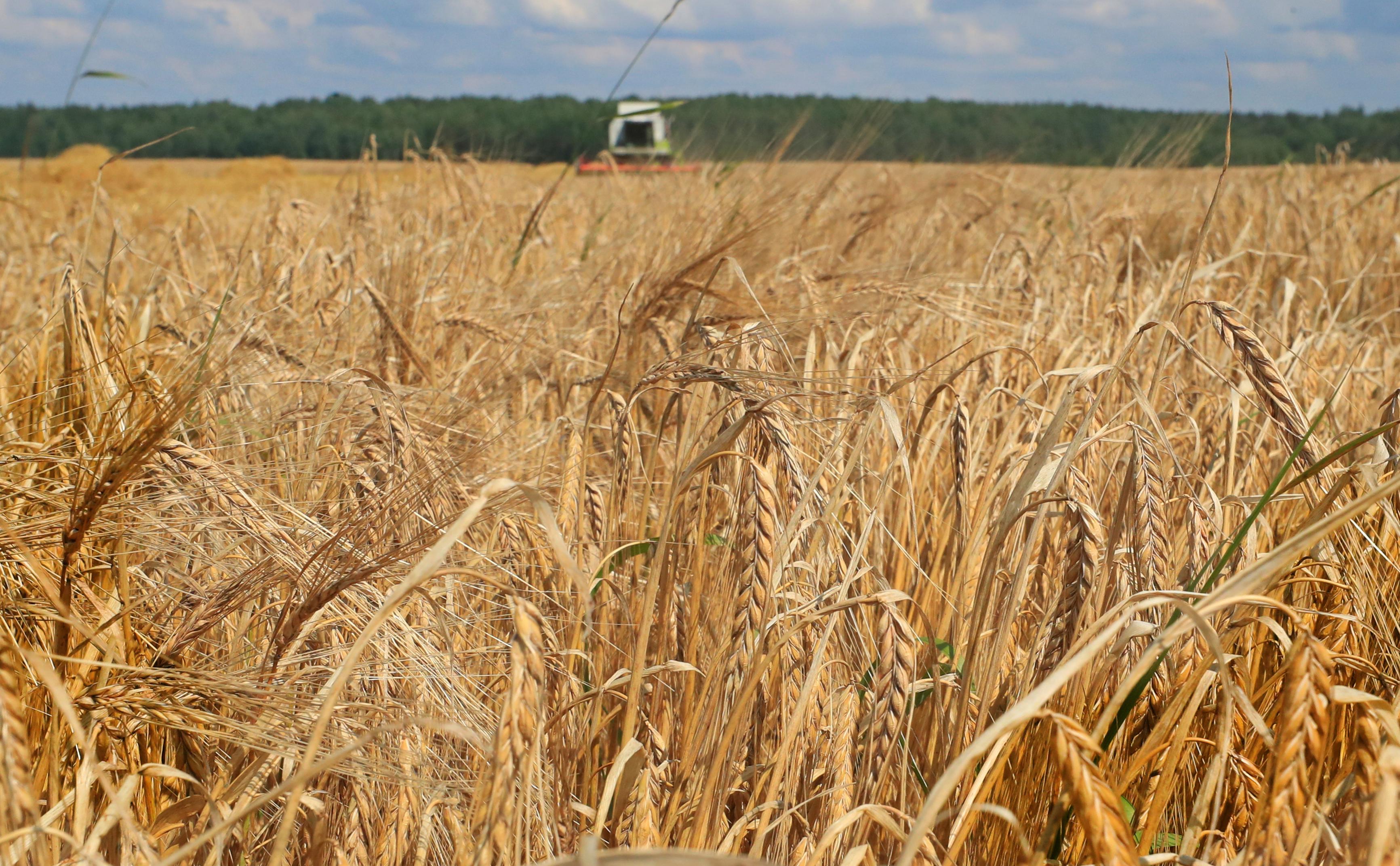 Белоруссия на полгода запретила вывоз зерновых