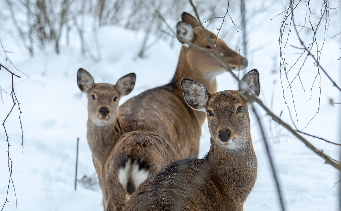 Александр Новиков / Global Look Press