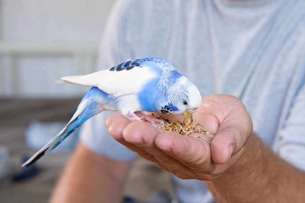 Рацион волнистого попугая должен быть разнообразным и сбалансированным по всем основным нутриентам