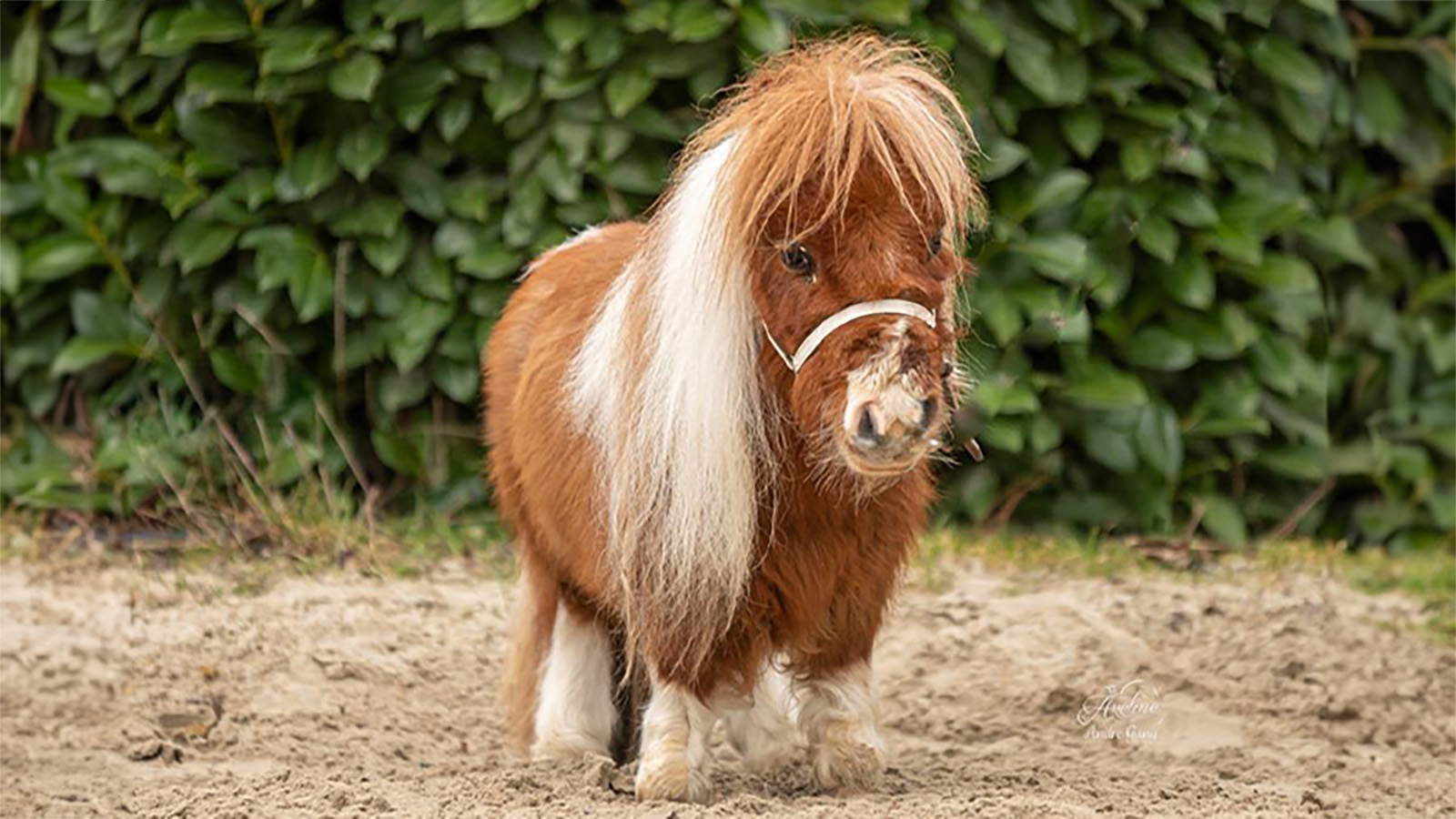 Конь по кличке Пумуккель