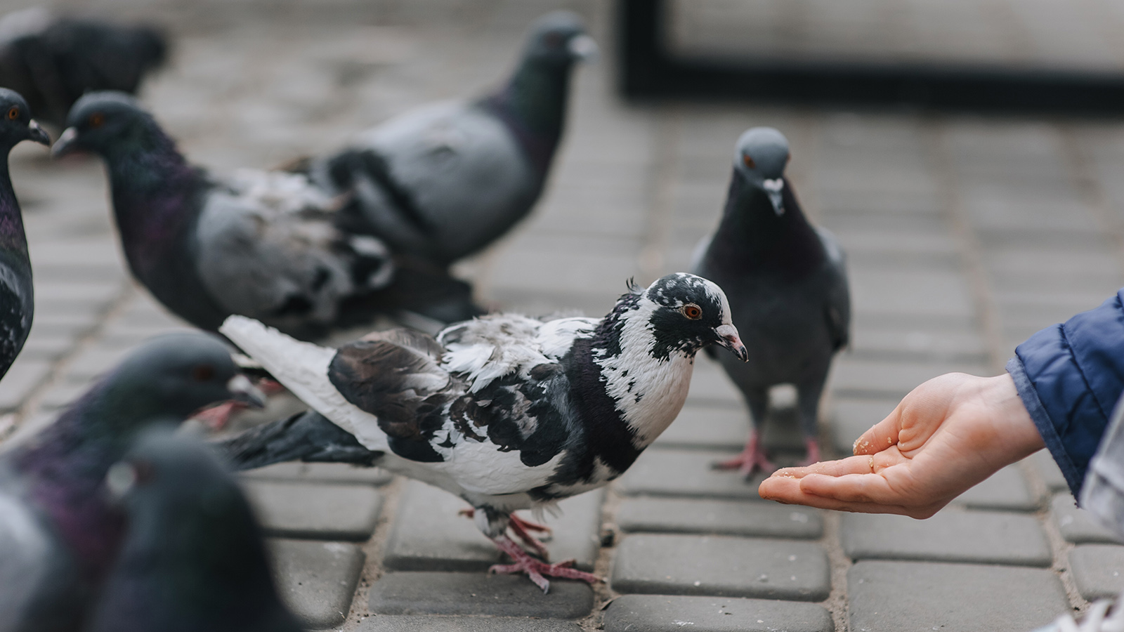 Юрист сообщил о штрафах за кормление птиц. Как не нарушить закон