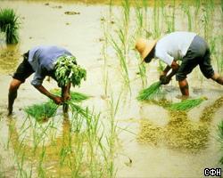 Южная Корея перестала кормить северных братьев рисом