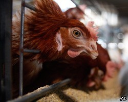 РФ ограничила импорт птицы из Германии из-за "диоксинового дела"