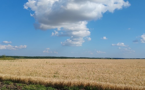Фото: РБК Черноземье