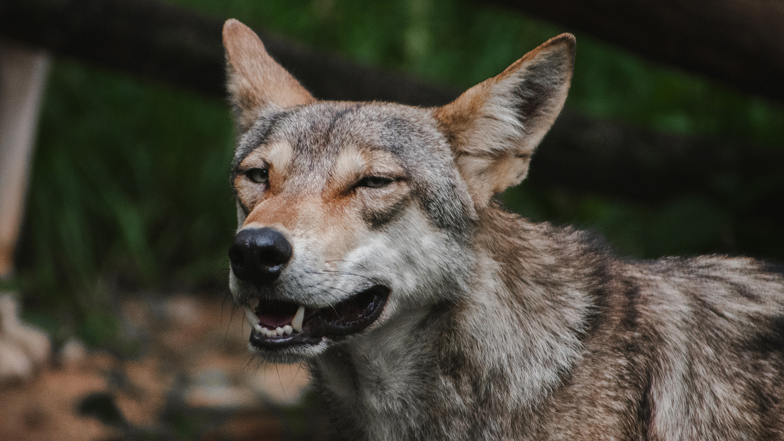 В Индии агрессивный волк растерзал шесть человек