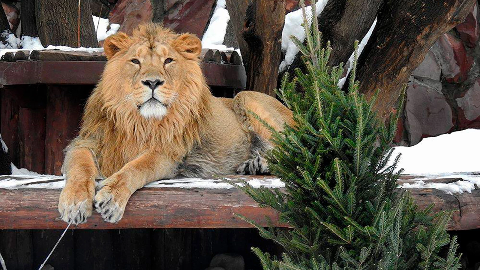 Лев в Московском зоопарке