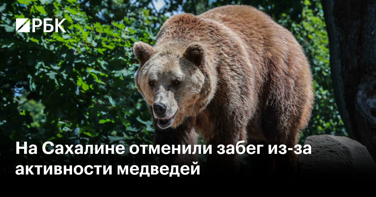 На Сахалине отменили забег из-за активности медведей