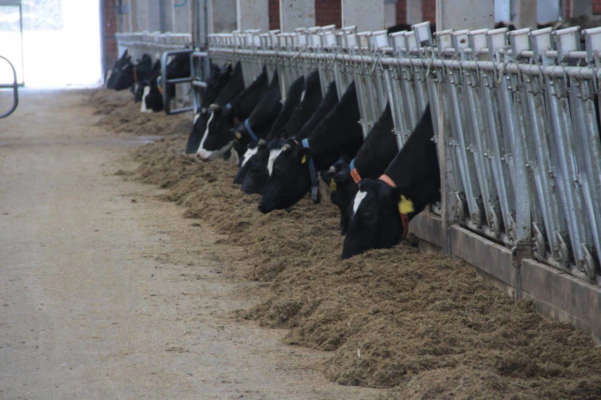 Правительство ВО