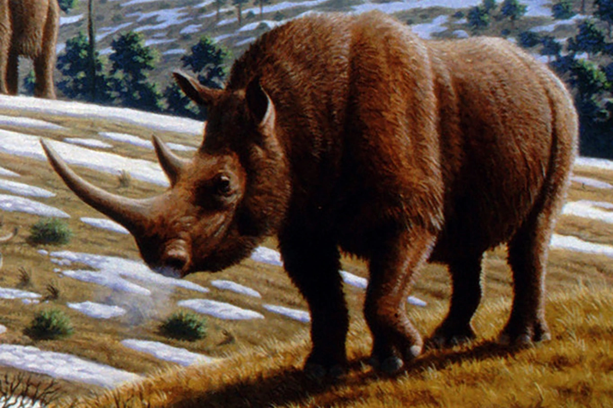 <p>Изображение шерстистого носорога (Coelodonta antiquitatis)</p>
