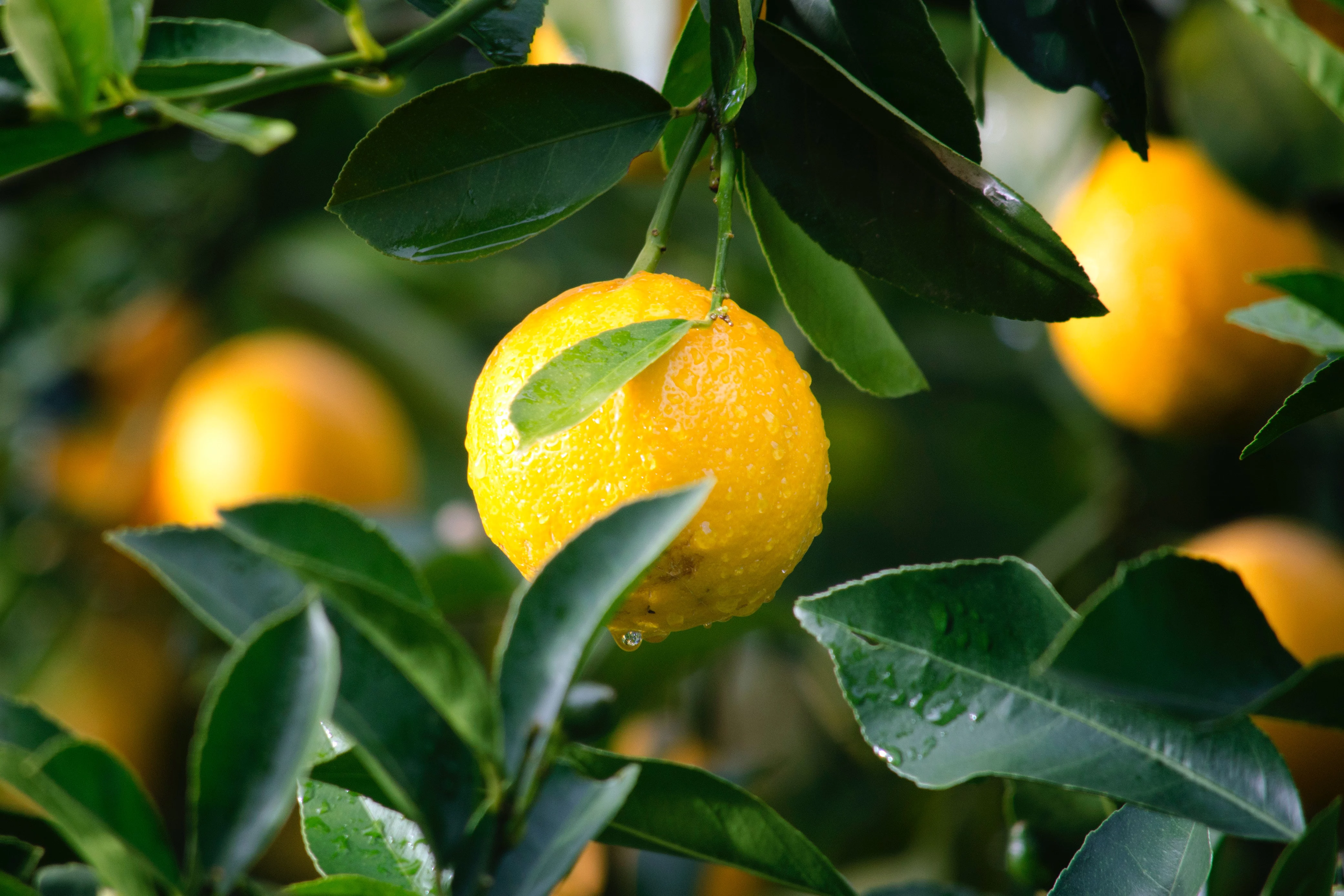 Статья - Лимон и наше здоровье