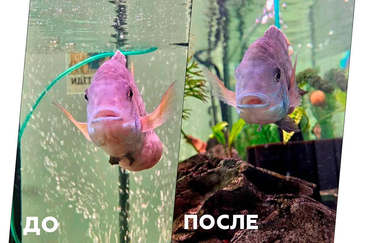 Бирюзовая акара (Andinoacara rivulatus)