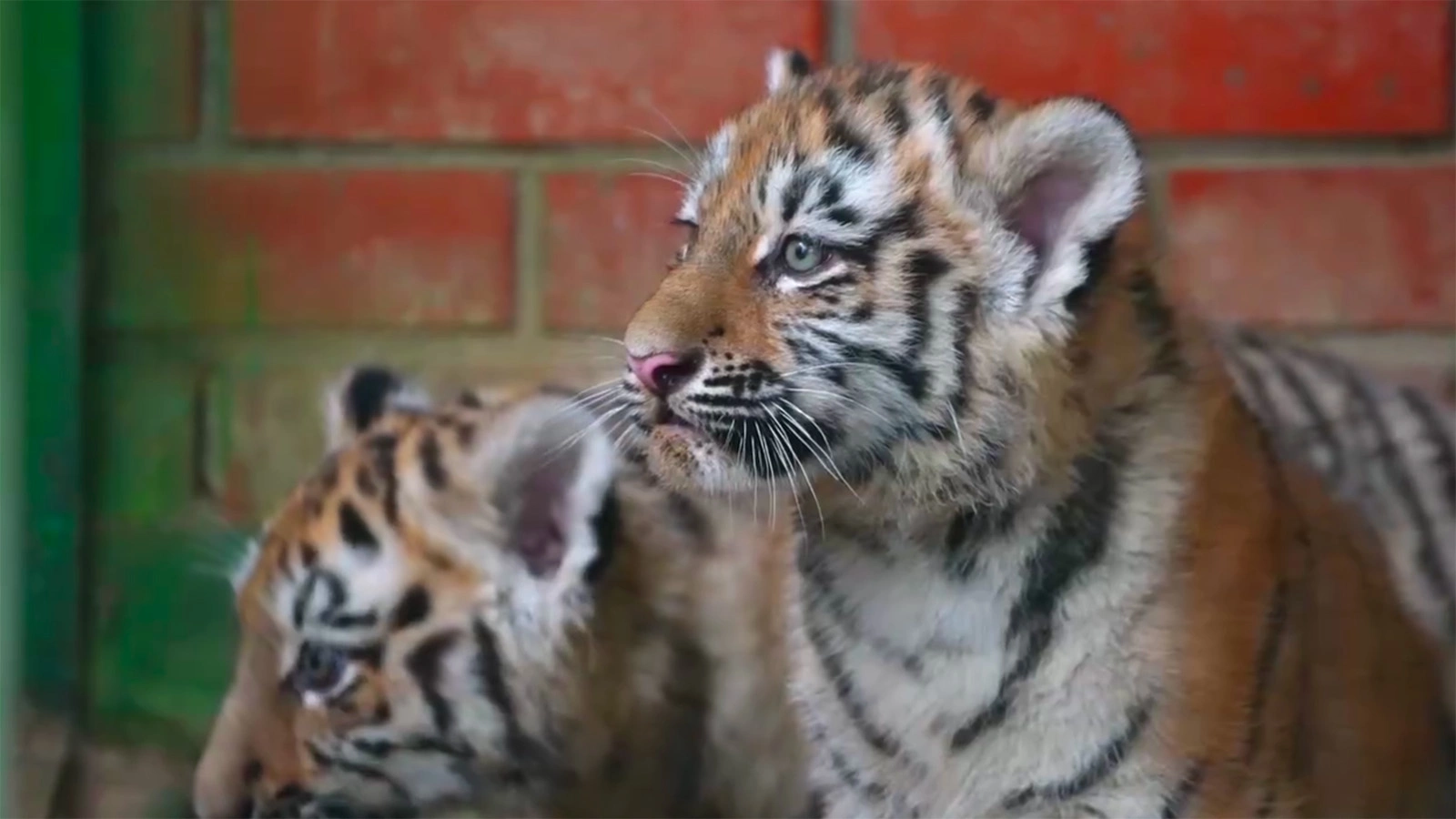 Амурские тигрята в Московском зоопарке