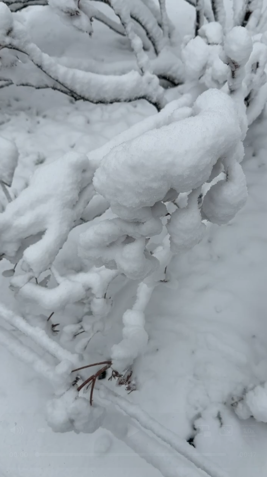 Снегопад в «Аптекарском огороде»