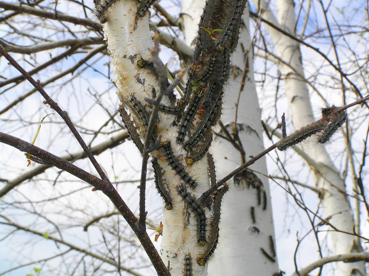 eco.nsc.ru