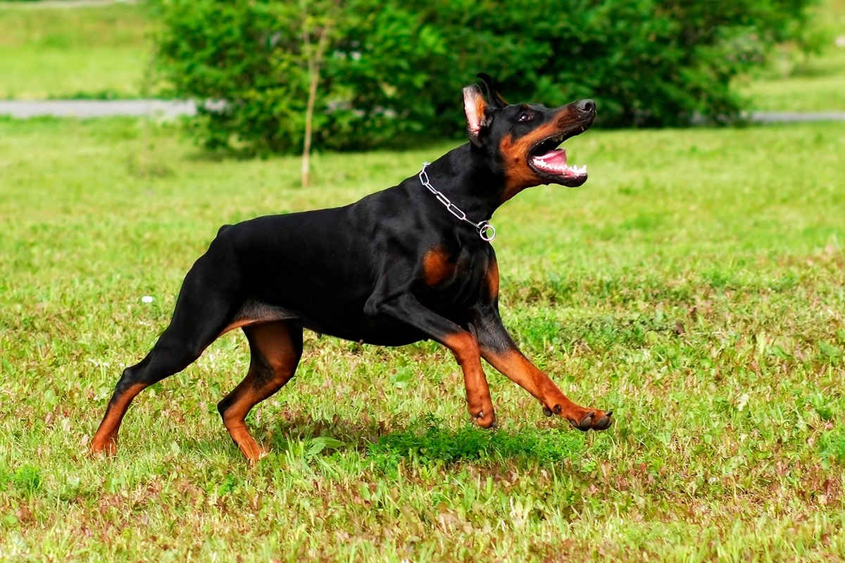 Доберман