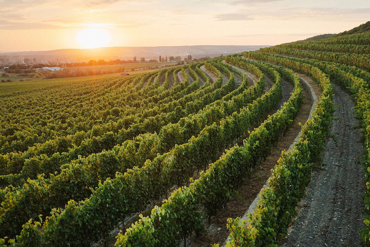 В регионе винодельческую продукцию производят 100 организаций