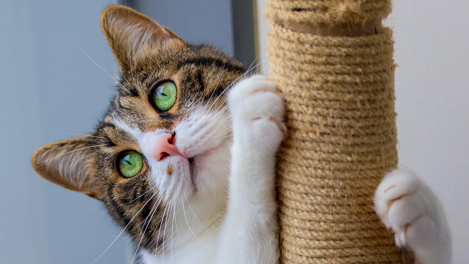 С точки зрения кошки, царапание шершавых поверхностей — это нормальное, инстинктивное поведение