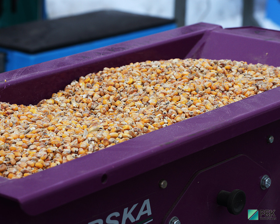 Погоде вопреки: минсельхоз РТ рассчитывает на урожай в 4,5 млн тонн зерна