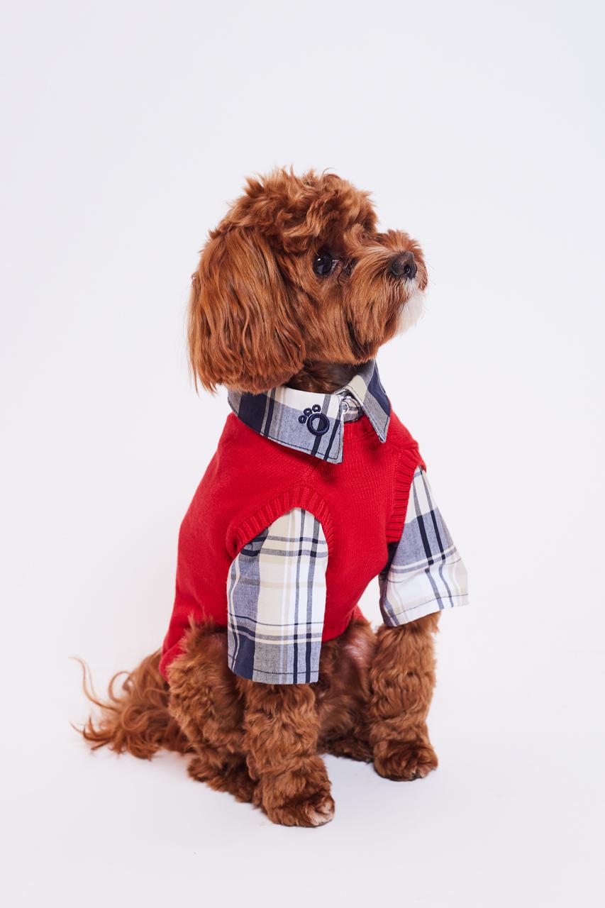 Фото: Hug me dog