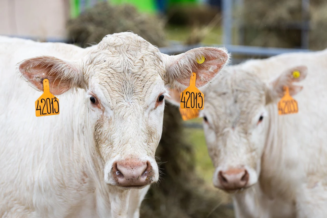 Александр Подгорчук