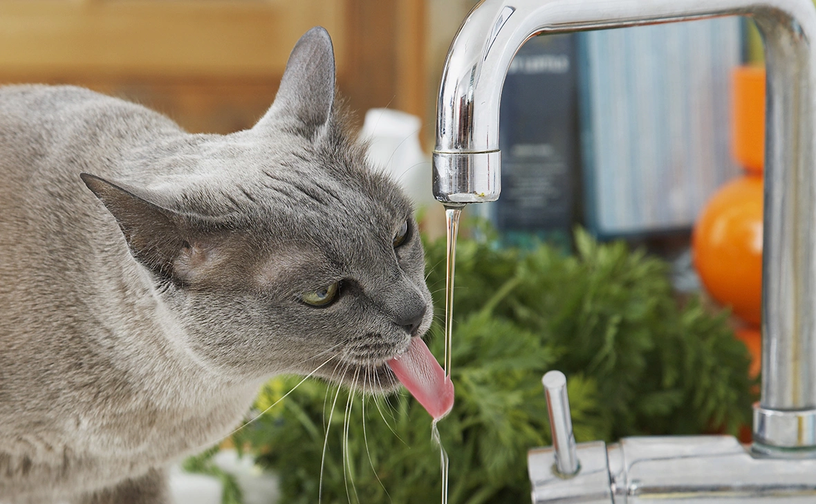 Liz Gregg / moodboard / Global Look Press