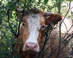 В Кузбассе судебные приставы арестовали полторы тысячи коров