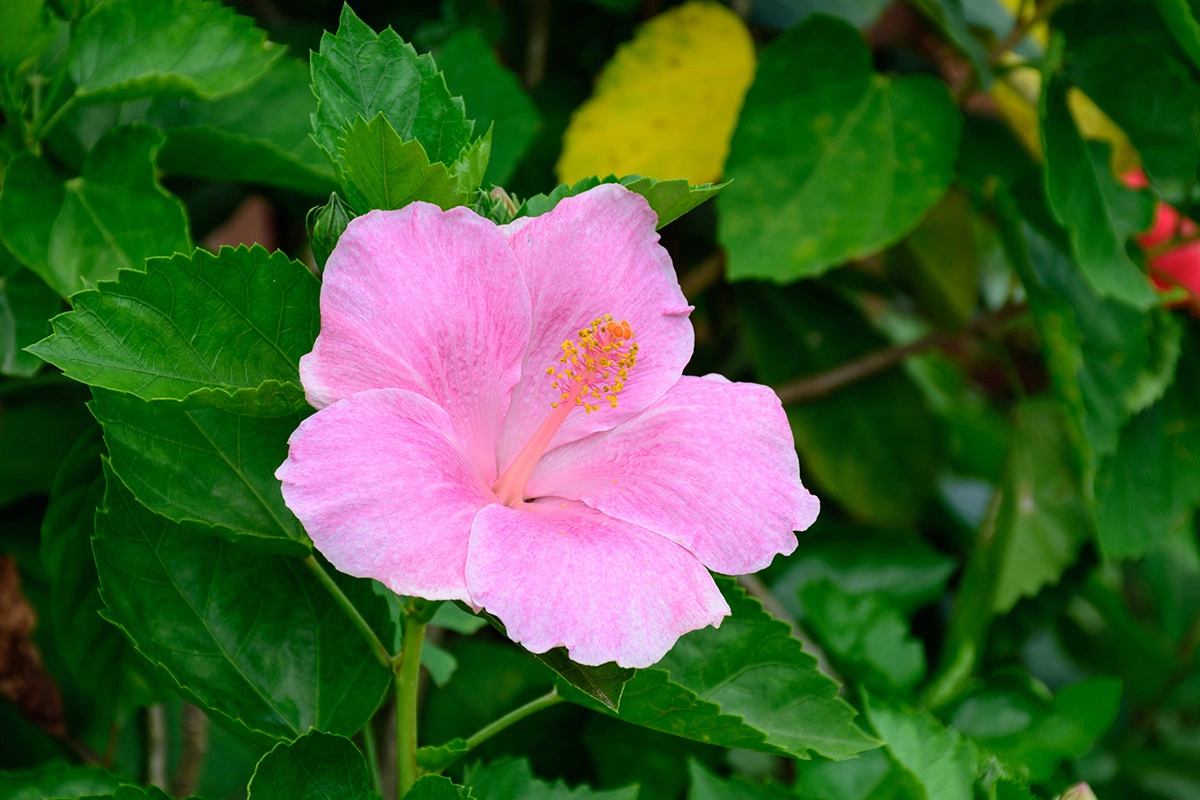 Лепестки гибискуса могут быть разных цветов и размеров