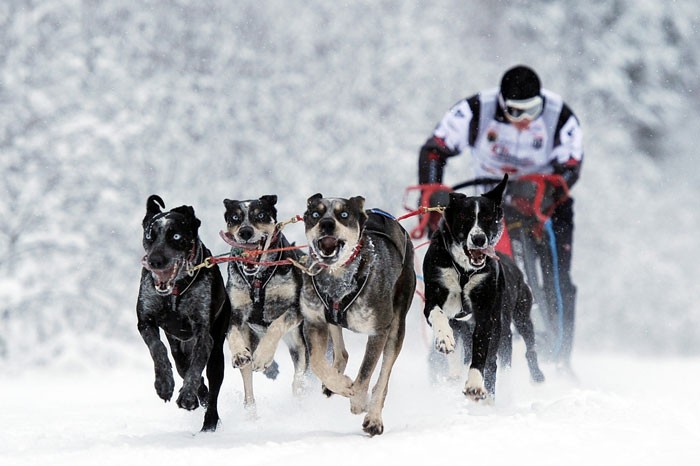 Лыжи и собаки