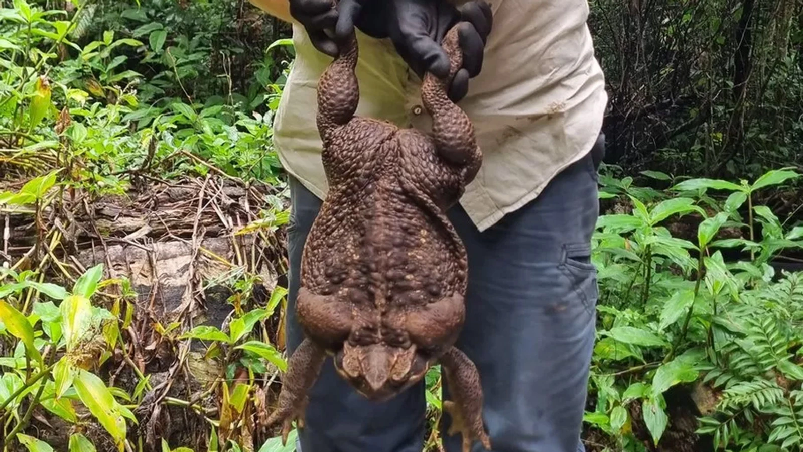 Как футбольный мяч с ногами». Обнаружена самая большая жаба в мире | РБК  Life