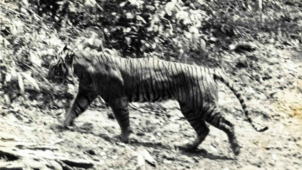 <p>Яванский тигр в национальном парке &laquo;Уджунг-Кулон&raquo;. 1938 год</p>