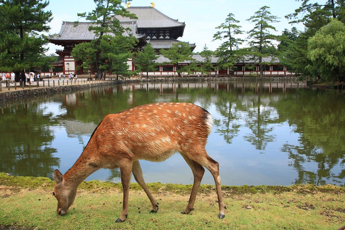 <p>鹿の街、奈良で鹿が楽しく過ごす</p>