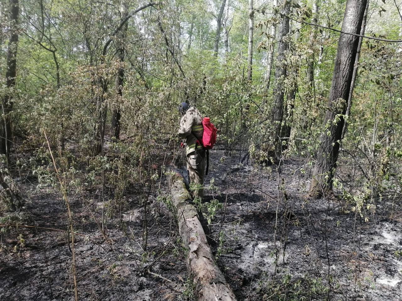 В тюменском микрорайоне произошел природный пожар — РБК