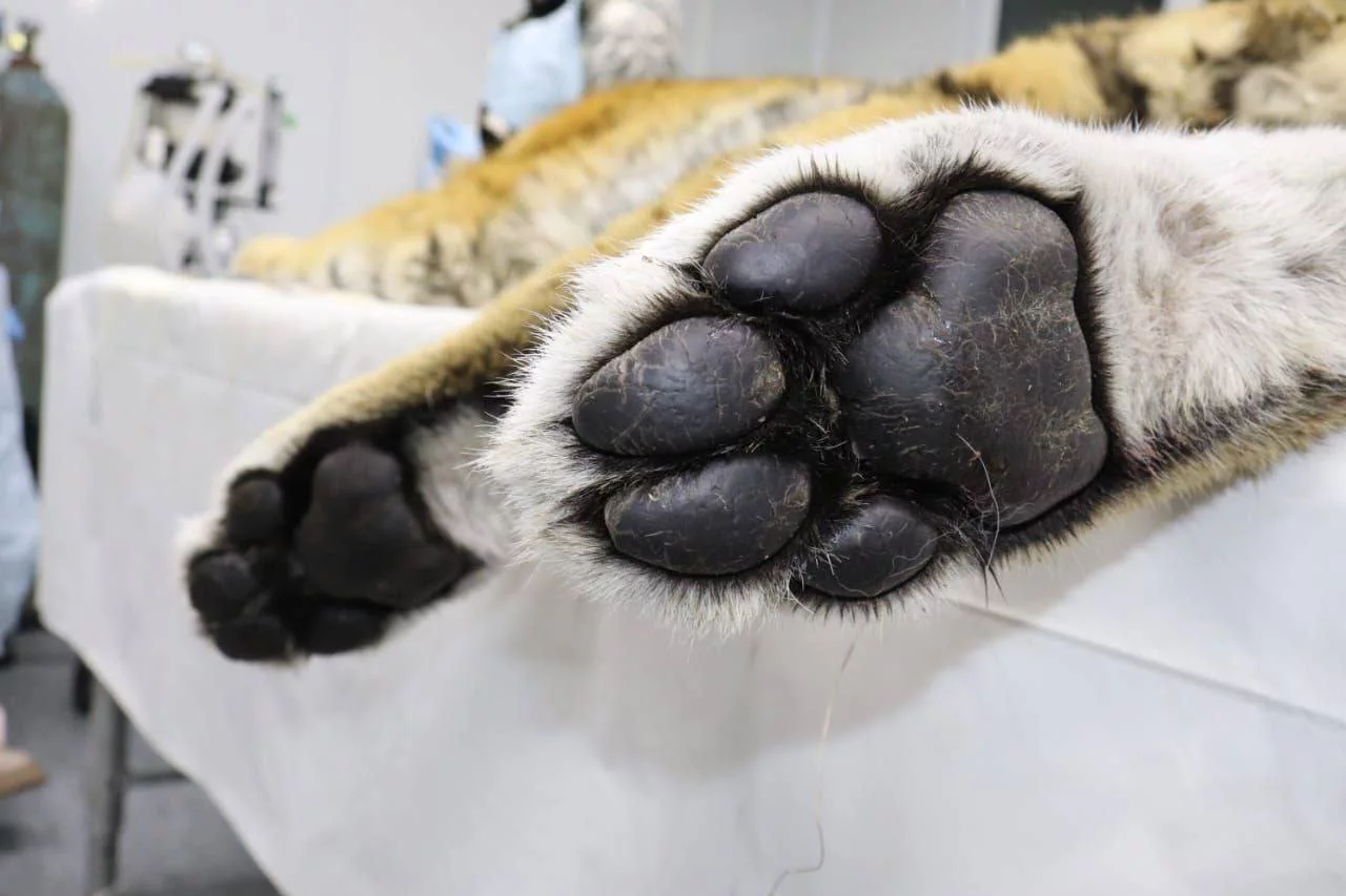 Центр "Амурский тигр"