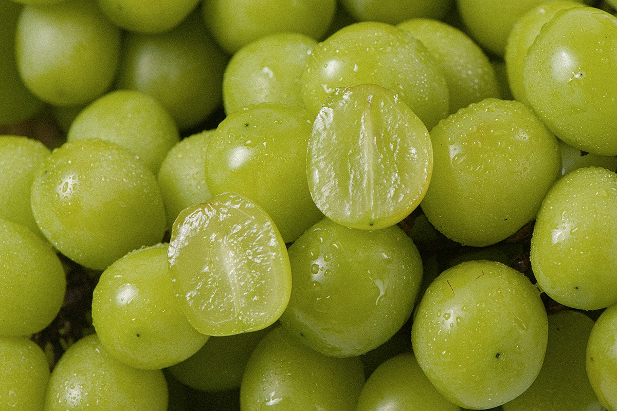 Сорта винограда, из которых изготавливают вино, объединены только в один вид — Vitis vinifera, или «виноград культурный», который включает более 10 тыс. различных сортов