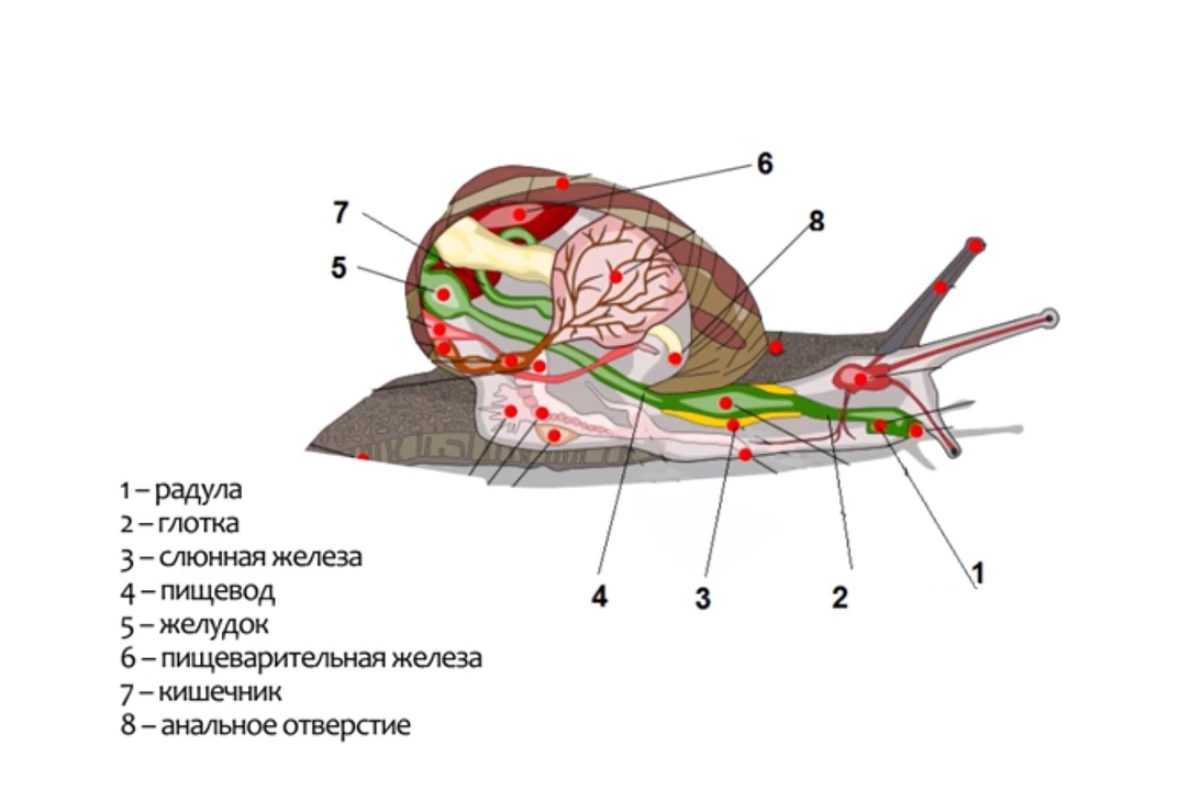 Все основные внутренние органы улитки защищает раковина