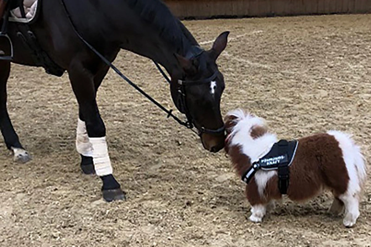 Конь по кличке Пумуккель c лошадью