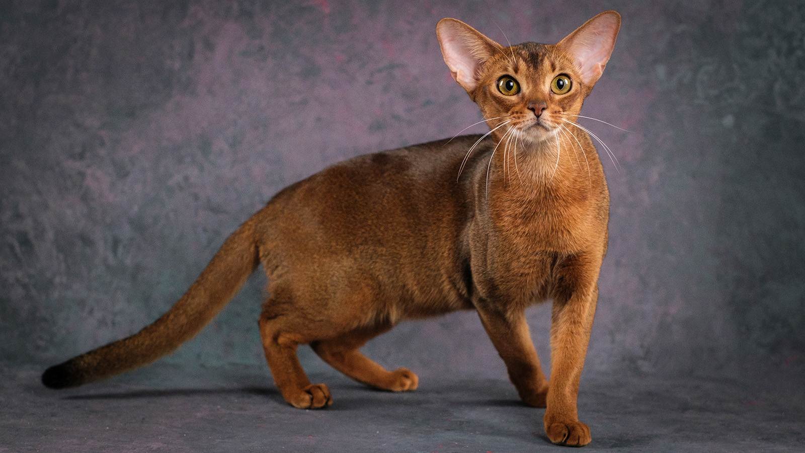 Абиссинец из России был признан самым красивым котом в мире